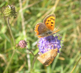 A Small Copper butterfly (top) feeding on devil's-bit scabious at Lower Winskill.